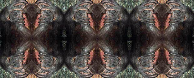 February 2012 Artist: Shavaun Pizar