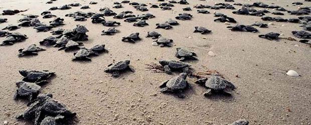 June 2013 Music Resident: Herd of Turtles